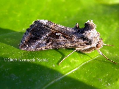 silver-Y (Autographa gamma) Kenneth Noble